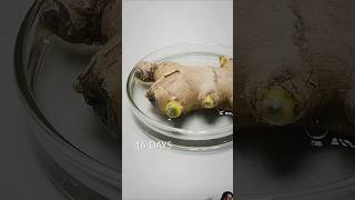 Ginger root time lapse [upl. by Nesnej]