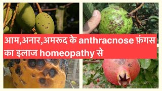 Homeopathic Management of Anthracnose disease in Mango Guava Pomegranate Avacados [upl. by Cusick]