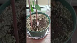 Seed grown cherimoya in a pot [upl. by Nappy]