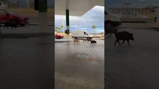 VAYA PELIGRO una piara de jabalís en plena gasolinera de Fuengirola Málagacaza wildlife jabalí [upl. by Yblehs489]