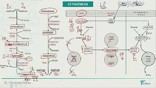 BIOQUÍMICACetogenesis lipidos lipoproteinas colesterol sales biliares [upl. by Omor]