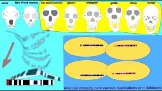 COLOR VISION IN CATARRHINE PRIMATES [upl. by Ris]