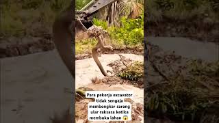 Ada yang tau jenis ular apa itu 😱 fypシ゚viral viralvideo shortvideo fyp ular [upl. by Marika789]