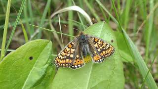 Marsh Fritillary laying eggs P1002577 [upl. by Yenitsed118]