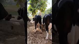 High milking cowscow youtube youtubeshorts villagelife salefun [upl. by Agnesse256]