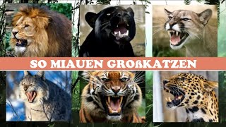 So miauen Großkatzen 🐯 witzig 🦁 [upl. by Odlaumor]