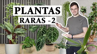 TOP 8 plantas de interior inusuales  2 [upl. by Norraj]