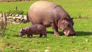 Hippopotame  naissance la seule en parc zoologique en 2017 [upl. by Lienhard]