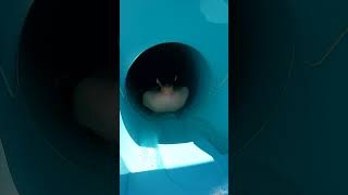 Tunnel Free Fall WaterSlide at DoloSu WaterPark Kemer Turkey Türkiye shorts [upl. by Ilyah]