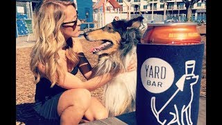 This Bar in Austin is Also a Dog Park [upl. by Nagol969]