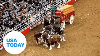 Budweiser Clydesdales get tangled at Texas rodeo handlers rush to free horses  USA TODAY [upl. by Asnarepse]