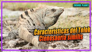 Características de la Iguana Rayada  Tolok  Ctenosaura similis [upl. by Pool449]