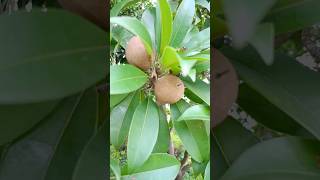 Sapodilla fruit chikoo sapodilla farming viralvideos shorts [upl. by Nolly]