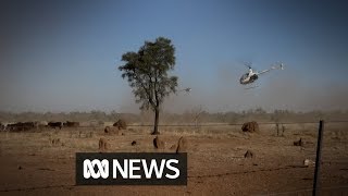 In the Australian outback you muster cattle with choppers [upl. by Briny]