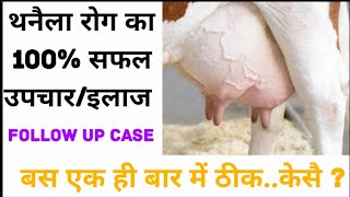 Treatment of AcuteClinical Mastitis with Pus घर पर थनैला रोग का इलाज कैसे करें [upl. by Giarla]