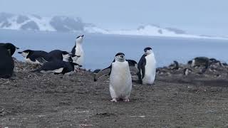 Chinstrap Penguins at Aitcho Island [upl. by Angi168]