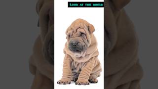 Shar Pei The Wrinkly Wonder [upl. by Mehetabel]