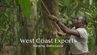 West Coast Exports  Sierra Leone [upl. by Eanwahs]