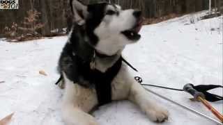 DOGS 101 Alaskan Malamute ENG [upl. by Silisav102]