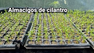 Almacigo de cilantro en arena y esponja [upl. by Scammon]