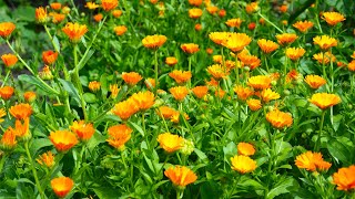 Calendula Orange King  Pot Marigold Calendula officinalis [upl. by Durnan]