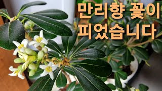 만리향 꽃이 피었습니다 pittosporum tobira [upl. by Asiralc586]