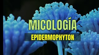 EPIDERMOPHYTON  Micología tema 7  Microbacter [upl. by Varhol]