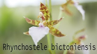 Rhynchostele bictoniensis  Orchideen Pflege leicht gemacht [upl. by Raman]