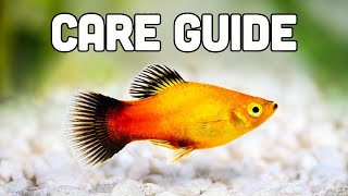 Platy Fish Care Guide aka My Favorite Livebearer for Beginners [upl. by Naret]