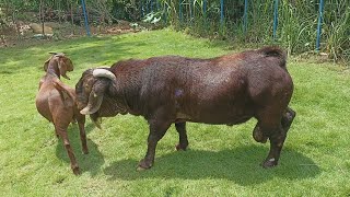 The Best Red Boer and Red Kalahari goat farm in village  Boer Goat Farm [upl. by Margarethe]