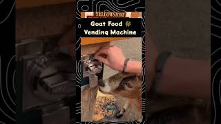 Goat food vending machine goat vendingmachine goatfarming bakripalan farming jugaad shorts [upl. by Yelich]