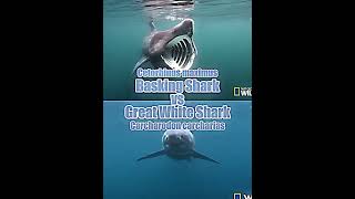 Megalodon vs Dunkleosteus  Basking Shark vs Great White Shark shorts [upl. by Anaylil]