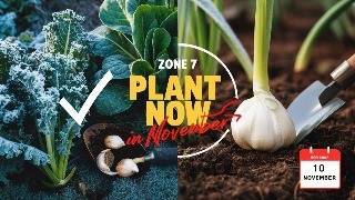 What to Plant in November for a Thriving Zone 7 Garden [upl. by Llewellyn]