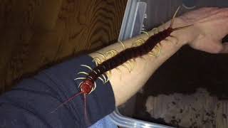 Scolopendra gigantea handling [upl. by Nave]