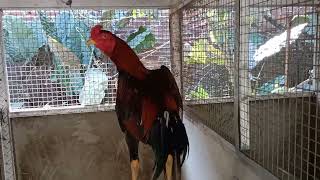 Ayam Plucker Cross Ayam Shamo [upl. by Ajtak]