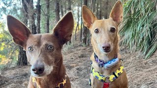 🔵VENTAJAS de TENER UN PODENCO ANDALUZ vas a adoptar ❤️ podenco andaluz Chuchos selectos [upl. by Ayatal]