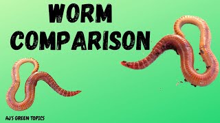 Composting Worms Comparison  Red Wigglers And European NightcrawlersRed Wigglers Vs Nightcrawlers [upl. by Atibat]