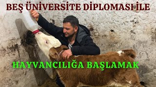 BEŞ ÜNİVERSİTE DİPLOMASI İLE HAYVANCILIĞA BAŞLAYAN  ENES ÖZDEMİR [upl. by Elolcin]