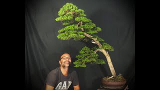 Cipresso italiano bonsai Cupressus Bonsai [upl. by Nehtanoj50]