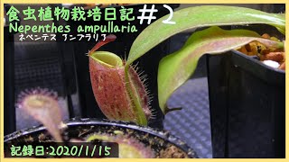 食虫植物栽培日記 Nepenthes ampullaria＃2《ネペンテス》 [upl. by Raymund]