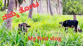 ನಮ್ಮ ತೋಟMy first VlogAgricultureKannada vlog [upl. by Arebma630]