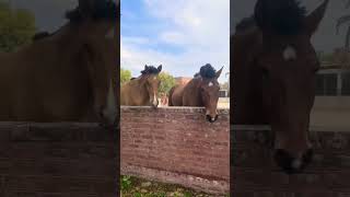 Riding School at Civil Services Academy horserider horsetraining reining horsemanship [upl. by Joacima]