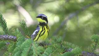 Magnolia Warbler [upl. by Warfourd]