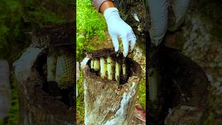 Honey Beehive Inside the Tree [upl. by Bower]