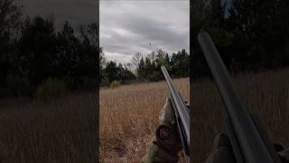 Folding a Pheasant hunting northdakota fyp [upl. by Yam197]