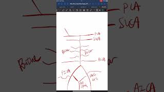 Arterial supply of the brain medical neuroanatomy learning bloodsupply studying [upl. by Alin51]