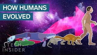 Incredible Animation Shows How Humans Evolved From Early Life [upl. by Niwrud]