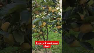 4year old Persimmon plant 9816757642 fruitplantnursery persimmonfruit applefarm [upl. by Meyeroff635]