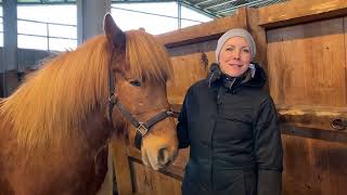 A day with TheHorseSeller  ICELANDIC HORSE DREAMS  S1E8 [upl. by Leon]