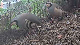 Chukar Partridge Call Sound [upl. by Ainad]